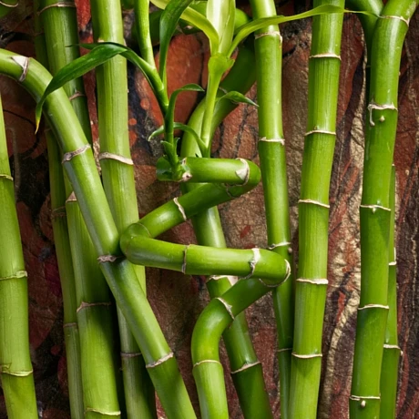 bamboo plant